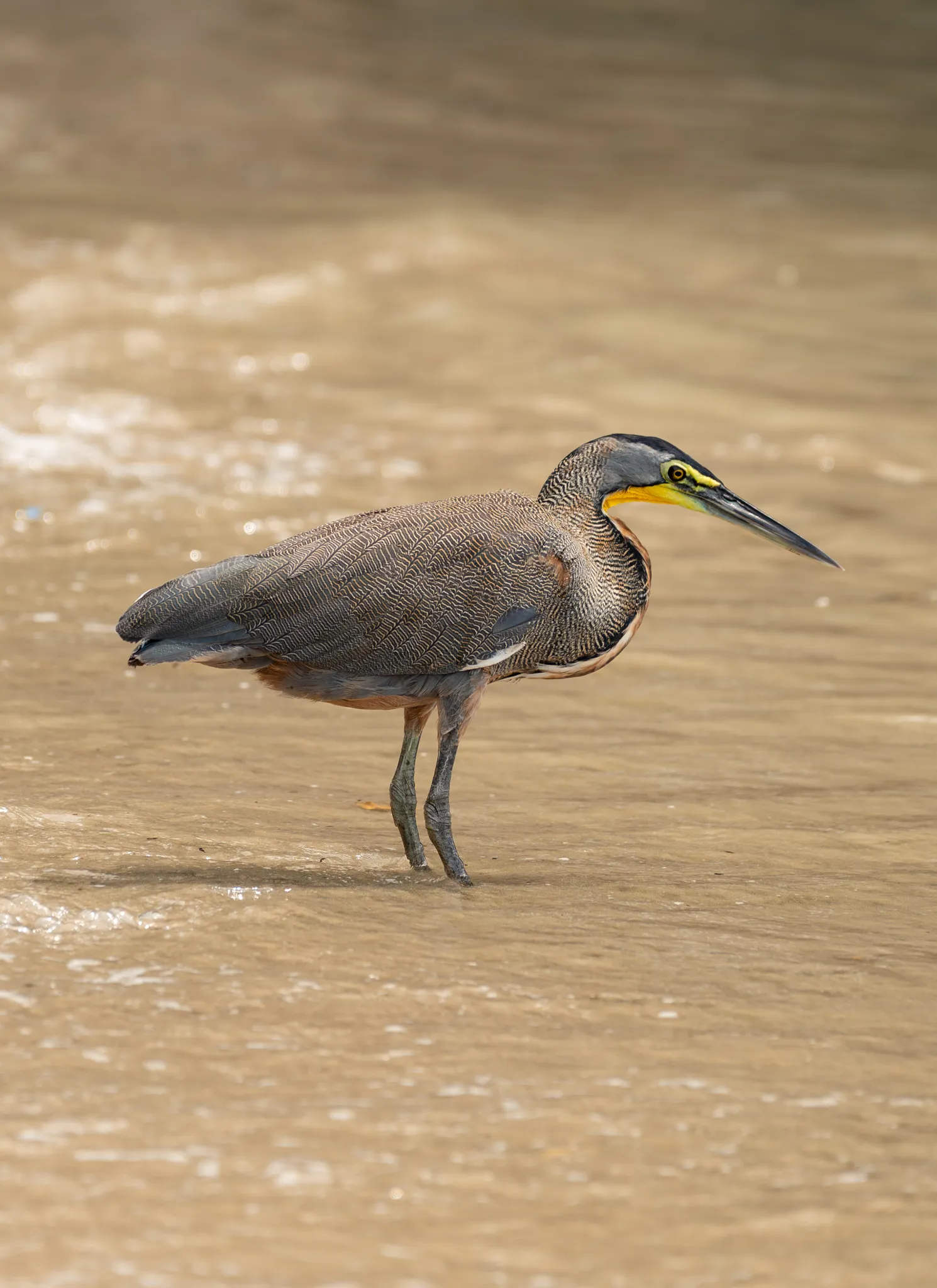 Tiger heron standing at the Pacific shoreline near Nantipa