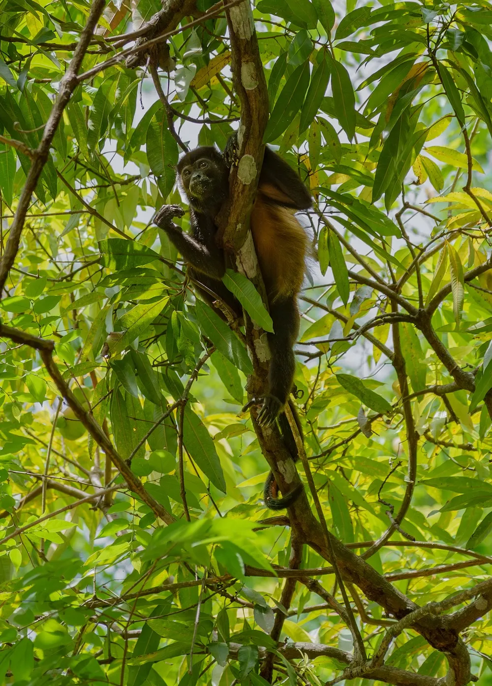 Howler monkey climbing through the tropical forest near Nantipa