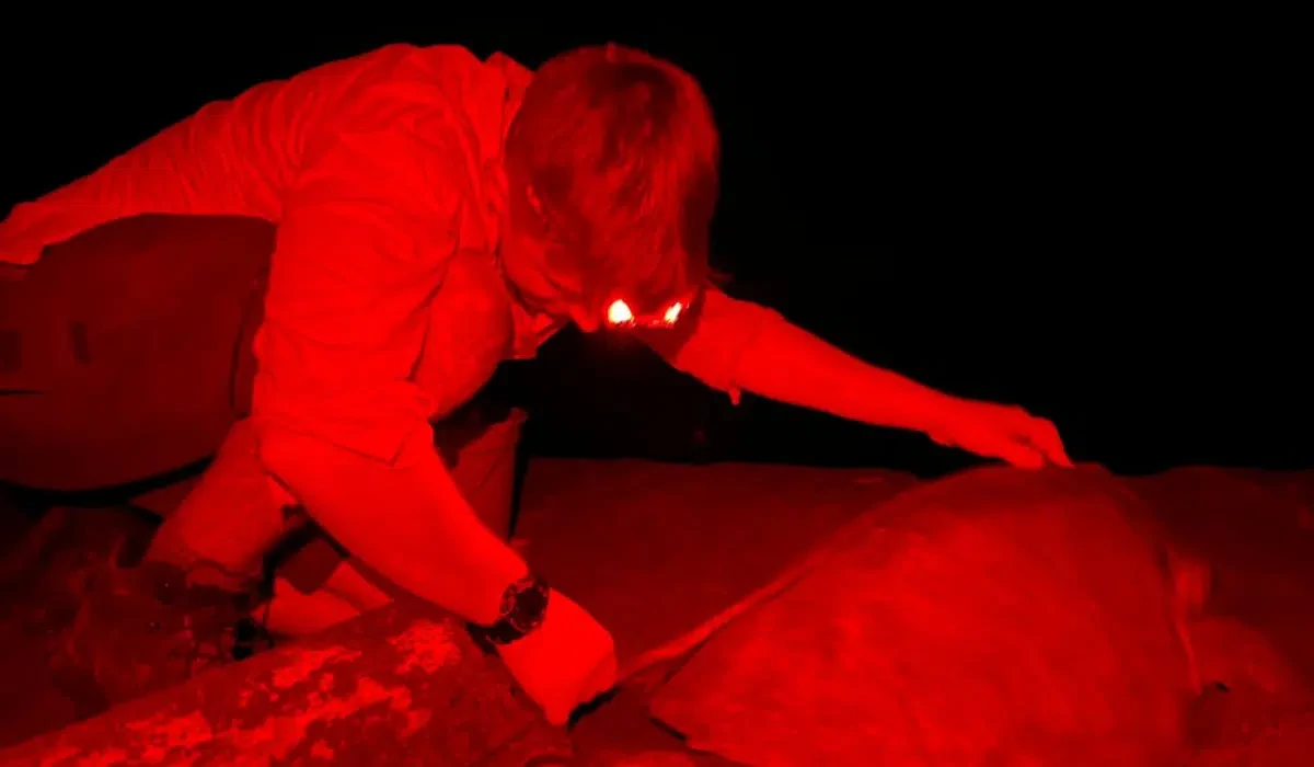 Volunteer with a red headlamp monitoring a sea turtle during a nighttime nesting patrol on Santa Teresa beach