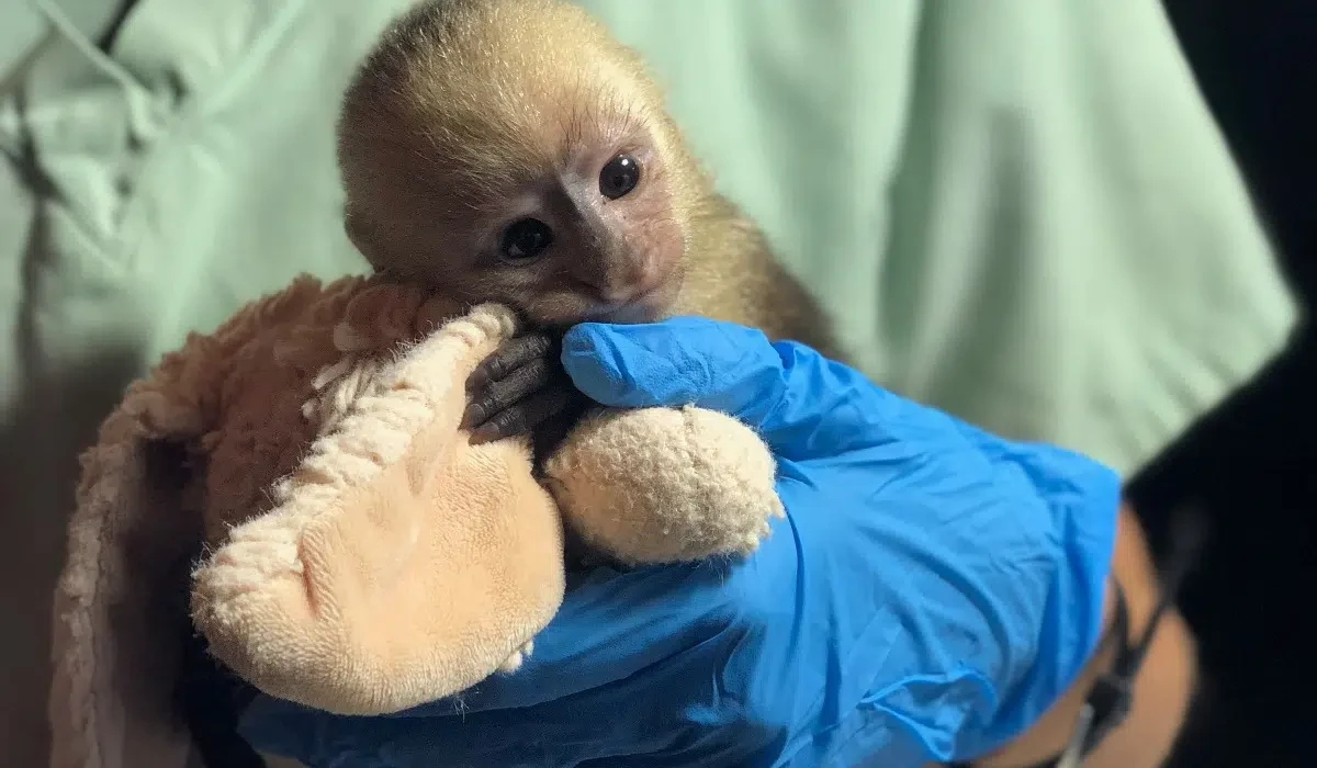 Rescued baby monkey receiving care from a gloved wildlife specialist at a rehabilitation center near Santa Teresa