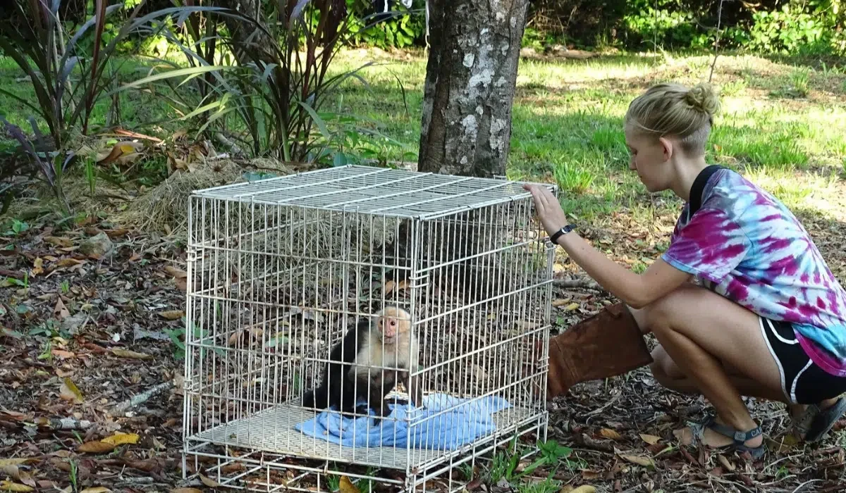 Wildlife rescue volunteer kneeling beside a caged rescued animal in a garden setting near Santa Teresa