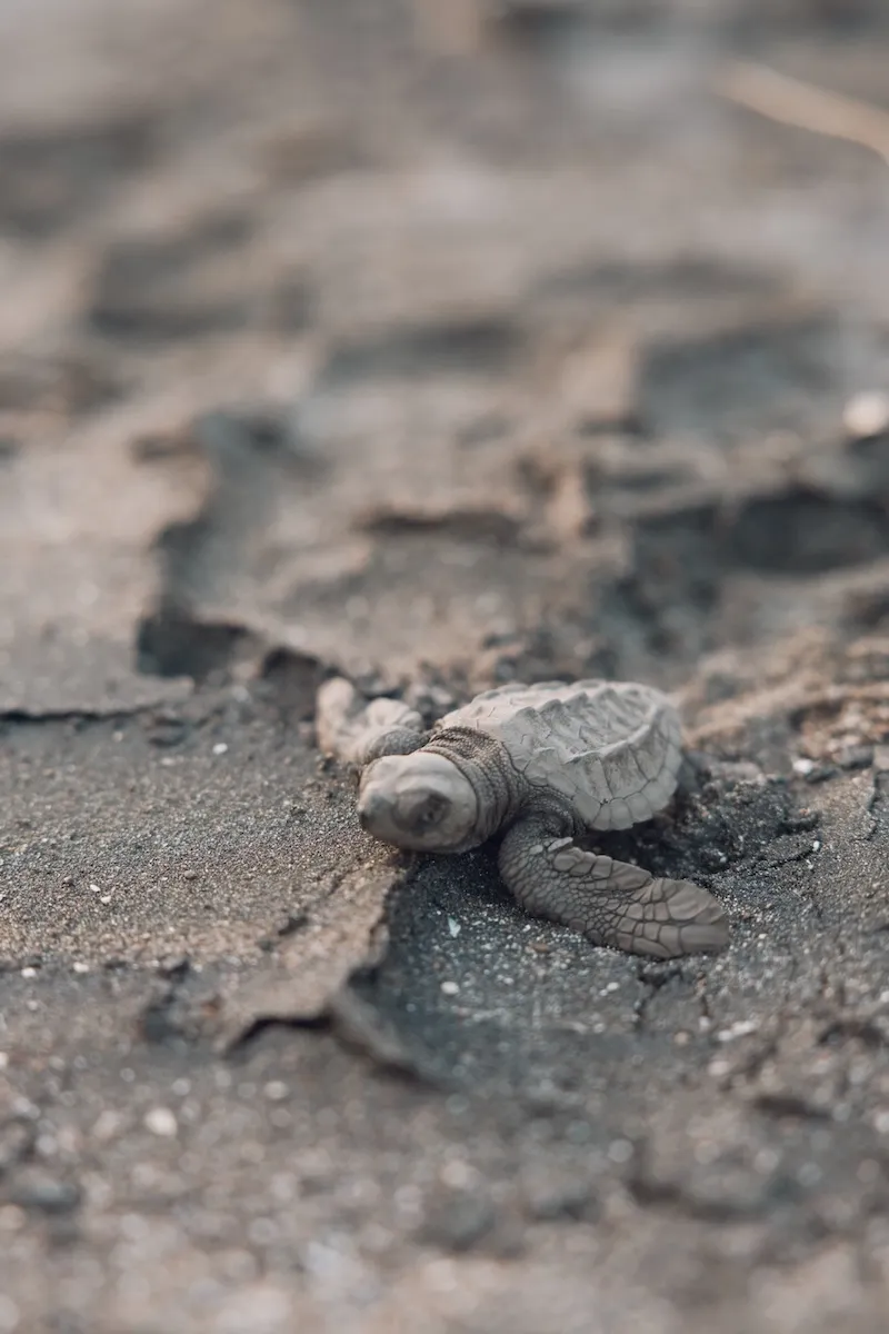 Sea turtle hatchling making its way across the sand on the Nicoya Peninsula